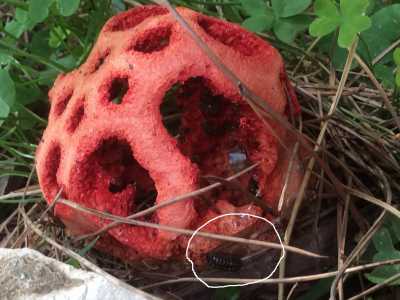 Un fungo alieno in giardino